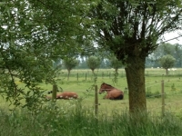 Rosmolenhoeve